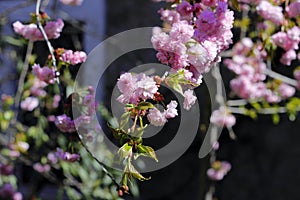 Pink tenderness of Sakura, a amazing start to spring. photo