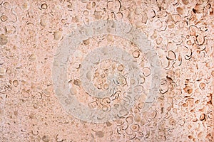 Pink texture of coquina limestone. Shell rock