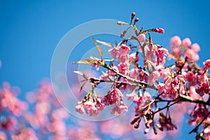 pink Thai Sakura with blue sky