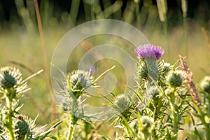 Pink thistle amongst other wild flowers, photographed during a heatwave in Gunnersbury Park, west London, UK.