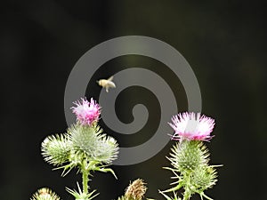 A pink thistle and a bee