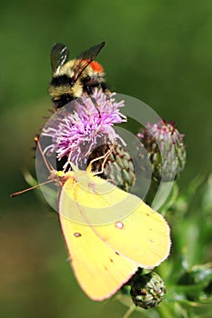 Pink Thistle Flower with Bee and Moth
