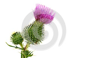 Pink Thistle flower. Close up