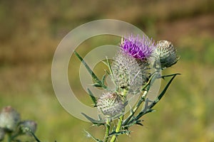 Pink thistle flowers outside in summer. A closeup