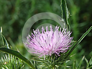 Pink thistles flower