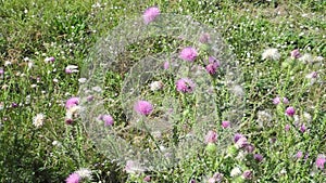 Pink thistles on a sunny summerday