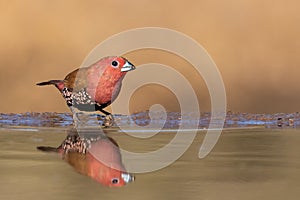 Pink-throated twinspot drinking from a water well
