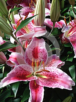 Pink tiger lilies with buds