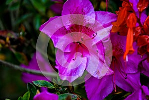 Pink tiger Lilly flower in the garden in kodaikanal