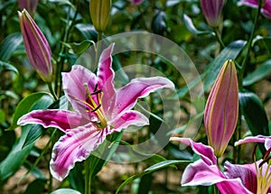 Pink Tiger Lily in bloom