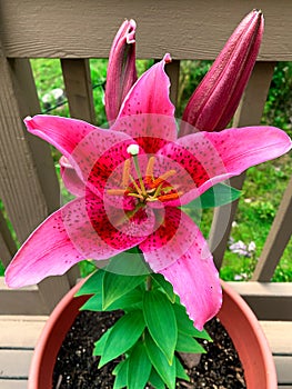 Pink Tiger lily flower blooming