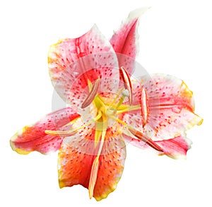 Pink tiger lily flower close up isolated