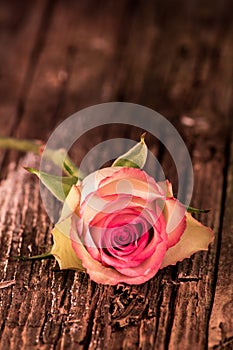 Pink Tinted Rose And Stem Sits On Antique Wood