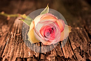 Close-up Of Pink Tinted Rose And Stem Sits On Antique Wood photo