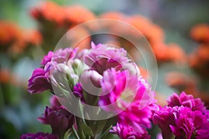 Pink Tiny Kalanchoe Flower Closeup