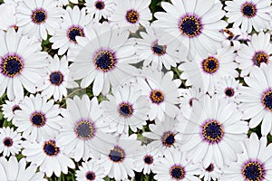 Pink Tip White Daisy Background