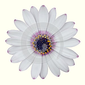 Pink Tip White Daisy Isolated