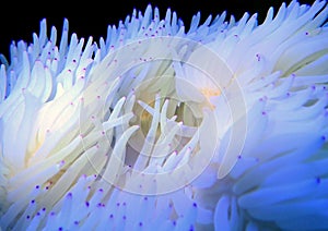 Pink tip white sabae anemone - (Heteractis crispa)