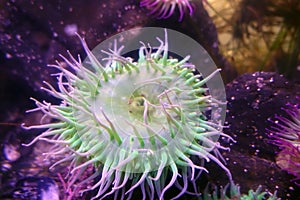 Pink-tipped green anemone photo