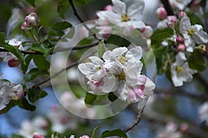 Pink Tipped White Flowers on a Fruit Tree