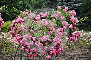 Pink titled rose trees in the park