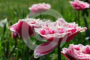 Pink to purple tulip flower, Mascotte hybrid, with fringed white petal edges photo