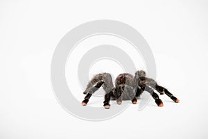 A Pink Toe Tarantula