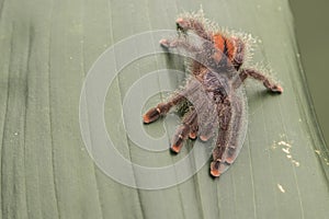 Pink Toe Tarantula. Resting on a jungle leaf. Focus on the eyes.