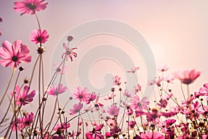 Pink tone of cosmos flower field photo