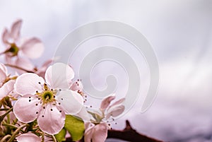 Pink tones Spring blossom