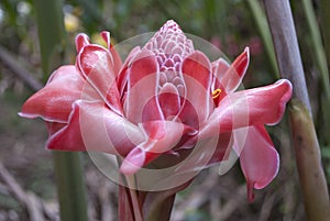 Pink Torch Ginger, Etlingera Elatior