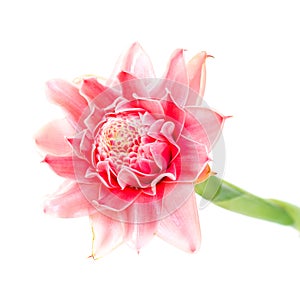 Pink Torch Ginger flower