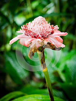 Pink Torch Ginger Flower