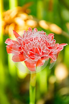 Pink torch ginger flower ( Etlingera elatior)