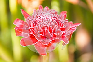 Pink torch ginger flower ( Etlingera elatior)
