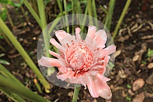 Pink Torch Ginger Flower