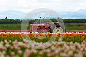 The Pink Tractor