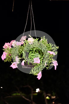 Pink trailing petunias in full bloom