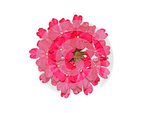 Pink trailing verbena flower isolated on white