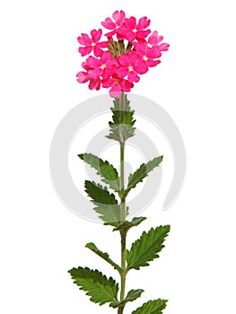 Pink trailing verbena isolated on white