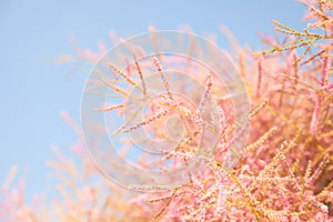 Pink tree blossom on blue sky background,
