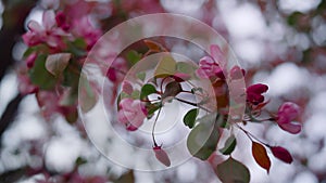 Pink tree blossom closeup. Tree flowers blooming. Romantic garden. Spring season