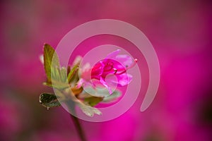 Pink Tree Blossom on Pink Background