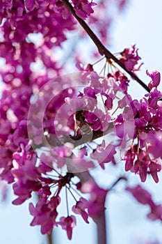 Pink tree flower bee, blooming branches of Chinese shrub in spring