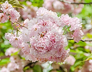 Pink tree flowers of Prunus serrulata Kanzan, branch flowers, japanese cherry, floral background, close up