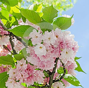 Pink tree flowers of Prunus serrulata Kanzan, branch flowers, japanese cherry, floral background, close up