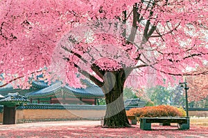 Pink tree in Gyeongbokgung.