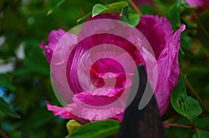 Pink Tree Peony or Paeonia suffruticosa in park