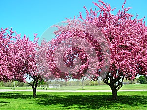 Pink Trees in Bloom photo