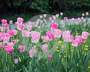 Pink Triump Dynasty tulips in spring park